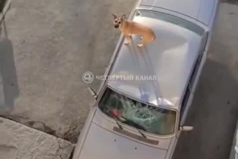 
        Мужчина выбросил собаку с&nbsp;балкона 5-го этажа    