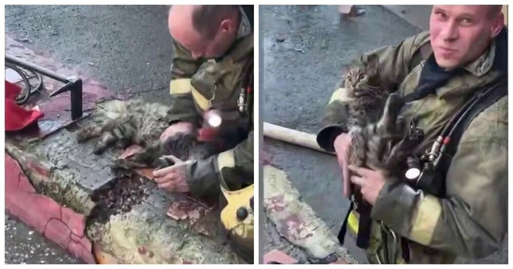 
        Пожарный реанимировал кота, который едва не&nbsp;погиб во&nbsp;время пожара    