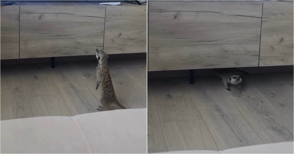 
        Сурикат испугался фильма о&nbsp;хищниках    