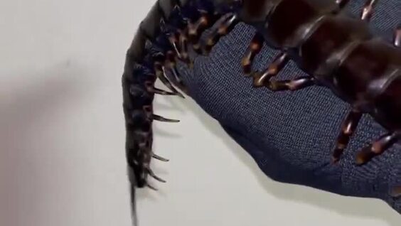 Самая большая сколопендра в мире
Самая большая сколопендра в мире