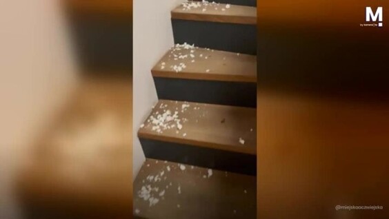 
        Четвероногие &laquo;разрушители&raquo;: собаки разорвали кровать в&nbsp;доме    