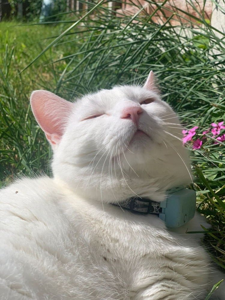 
        25+ пушистых мгновений радости, которые делают нашу жизнь счастливее    