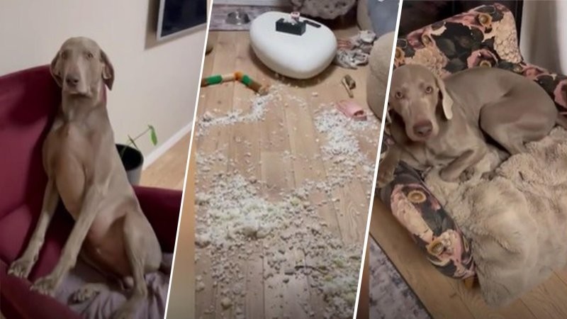 
        Четвероногие &laquo;разрушители&raquo;: собаки разорвали кровать в&nbsp;доме    