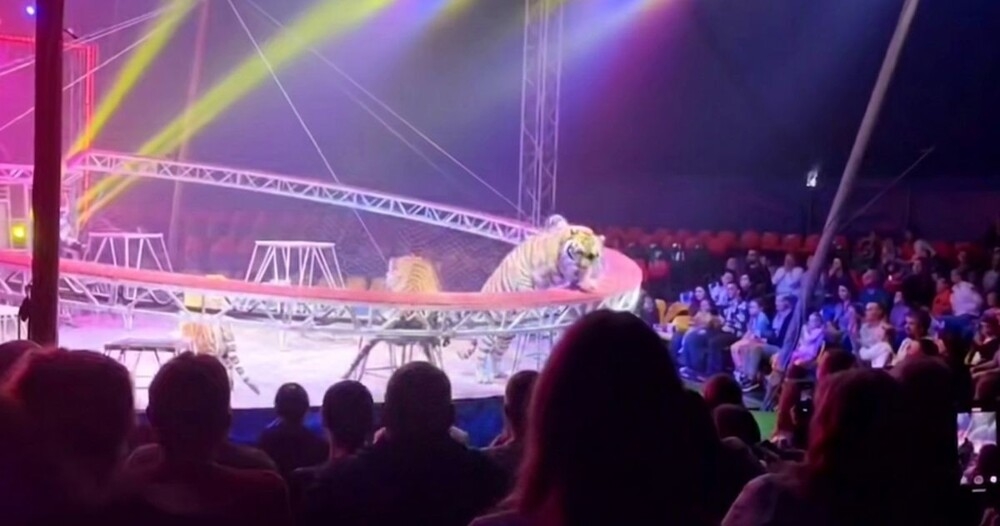 
        Тигр выпрыгнул в&nbsp;зрительный зал&nbsp;во&nbsp;время выступления    