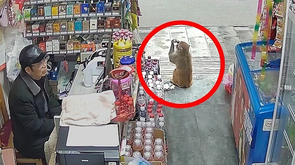 
        Обезьяна обокрала отвлёкшегося владельца магазина    