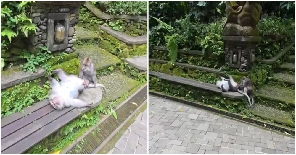 
        Необычное развлечение обезьян    