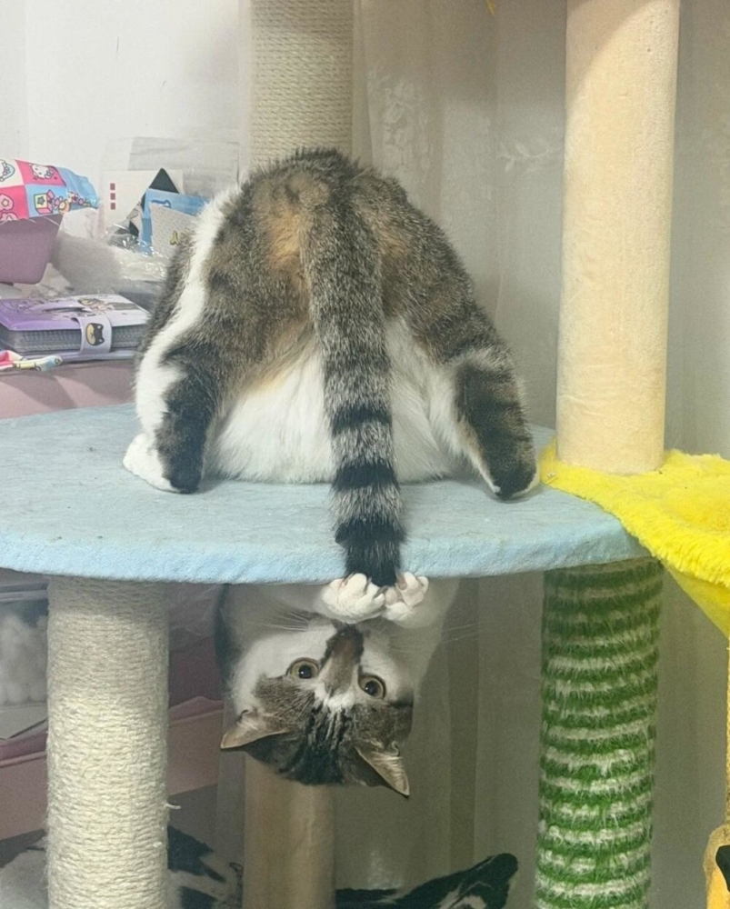 
        30+ животных, которые не&nbsp;знают о&nbsp;существовании проблем    