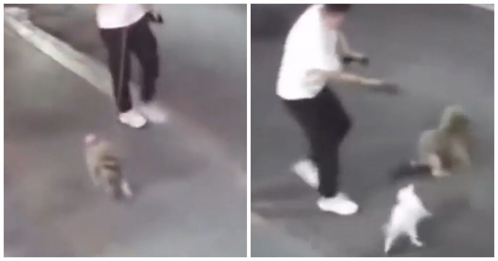 Кошка неожиданно напала на пса и его хозяина
Кошка неожиданно напала на пса и его хозяина