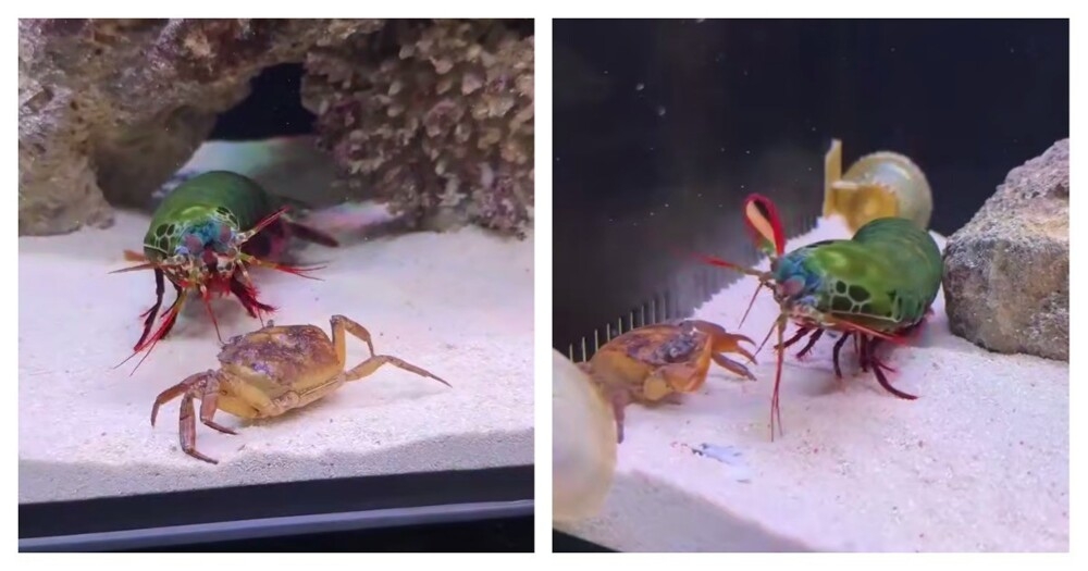 
        Интересные факты о&nbsp;раке-богомоле    