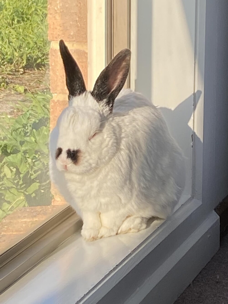 
        30+ животных, которые не&nbsp;знают о&nbsp;существовании проблем    