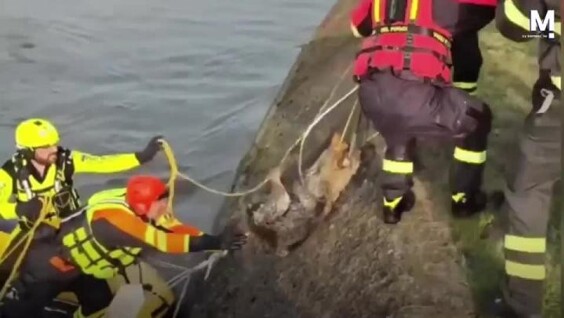 
        Пожарные спасли застрявшего в&nbsp;канале волка    