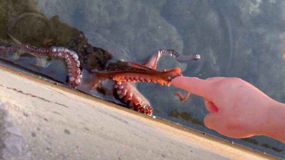 
        Знакомство с&nbsp;осьминогом в&nbsp;Италии    