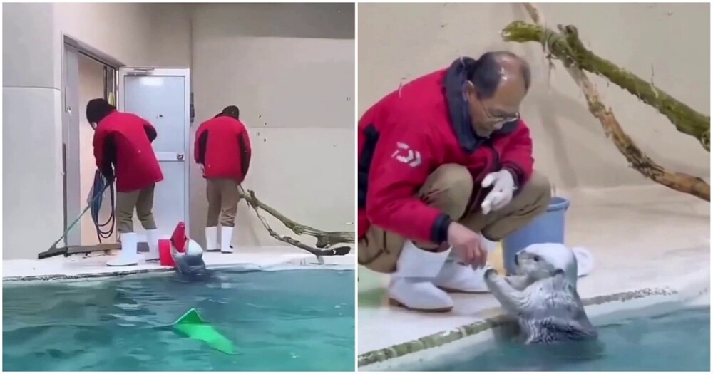 
        Морские выдры помогают работникам чистить бассейн    