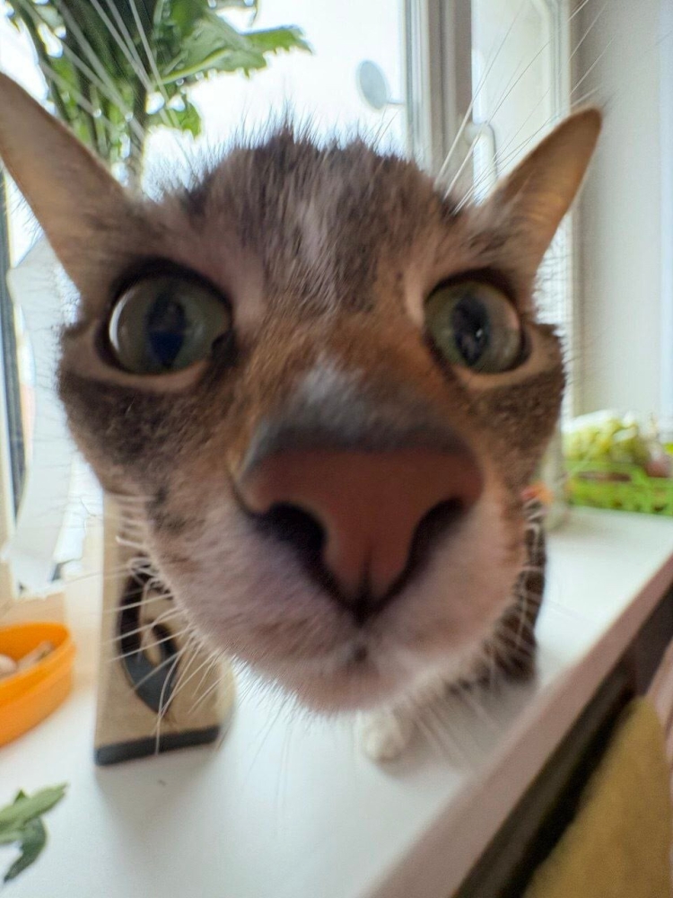 
        25+ пушистых мгновений радости, которые делают нашу жизнь счастливее    