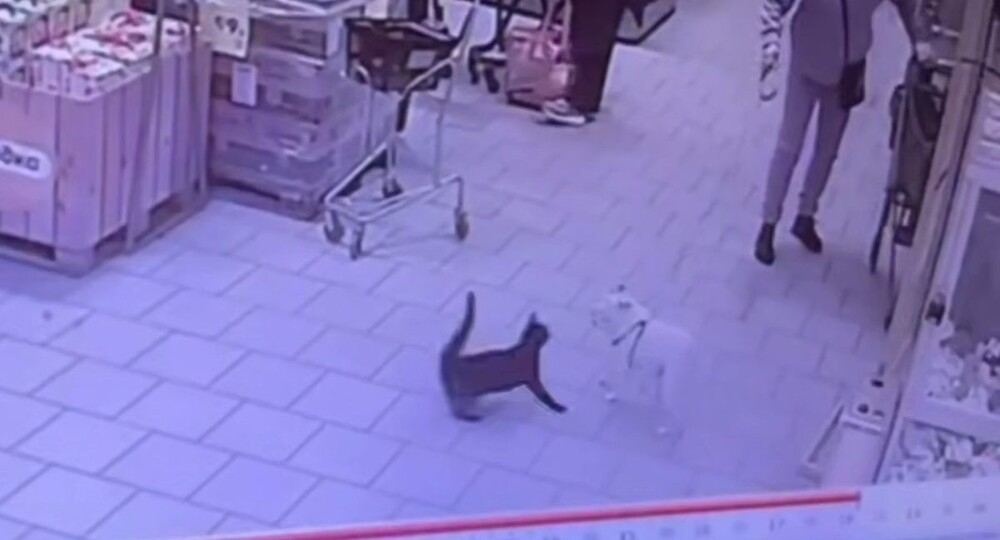 
        Кошка нападает на&nbsp;собак в&nbsp;магазине    