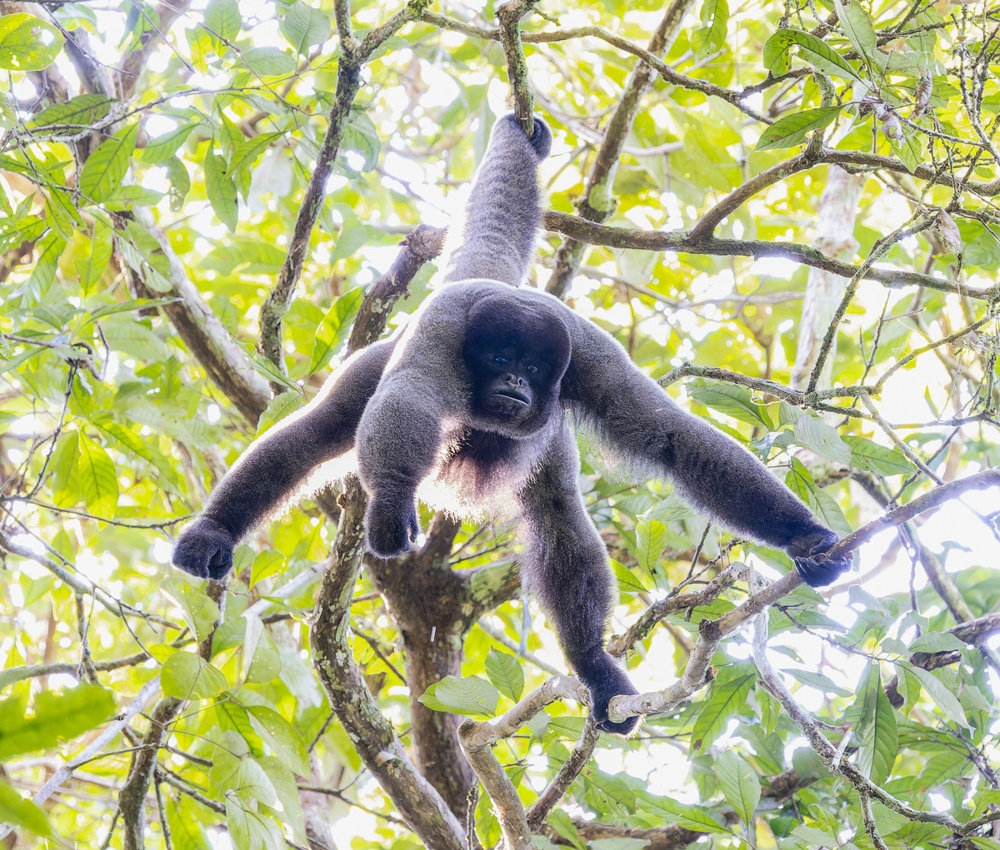 
        Паукообразные обезьяны: их&nbsp;хвост стал полноценной третьей рукой    