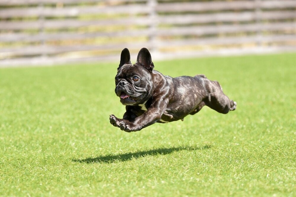 
        Французский бульдог: порода, которую лишили шанса на&nbsp;будущее    