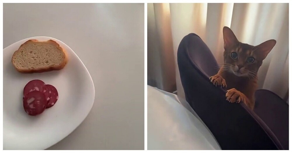 
        Кошка пытается добраться до&nbsp;колбасы на&nbsp;столе    