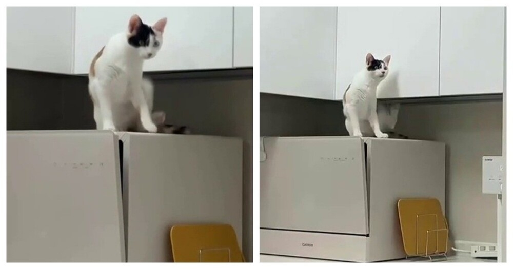 
        Попытка кошки почесаться    