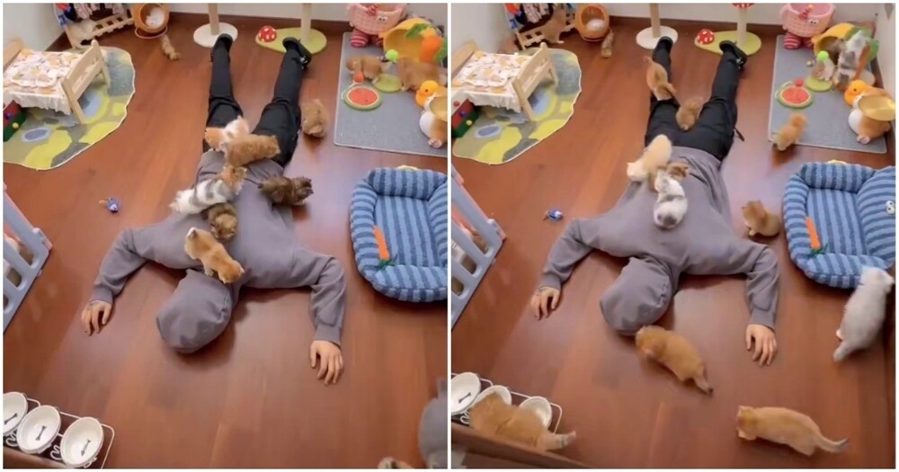 
        Котейная терапия    