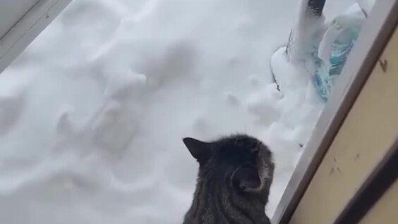 
        Кот&nbsp;ругается, когда видит снег    