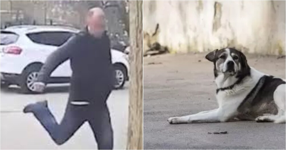 
        Мужчина пнул спящую собаку в&nbsp;Симферополе    