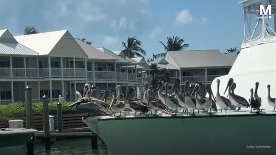 
        Бесплатный круиз: пеликаны катаются на&nbsp;лодке    