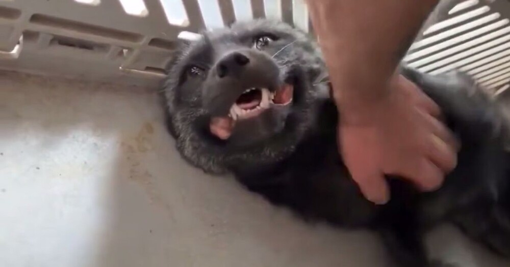 
        Лиса радуется возвращению хозяина    