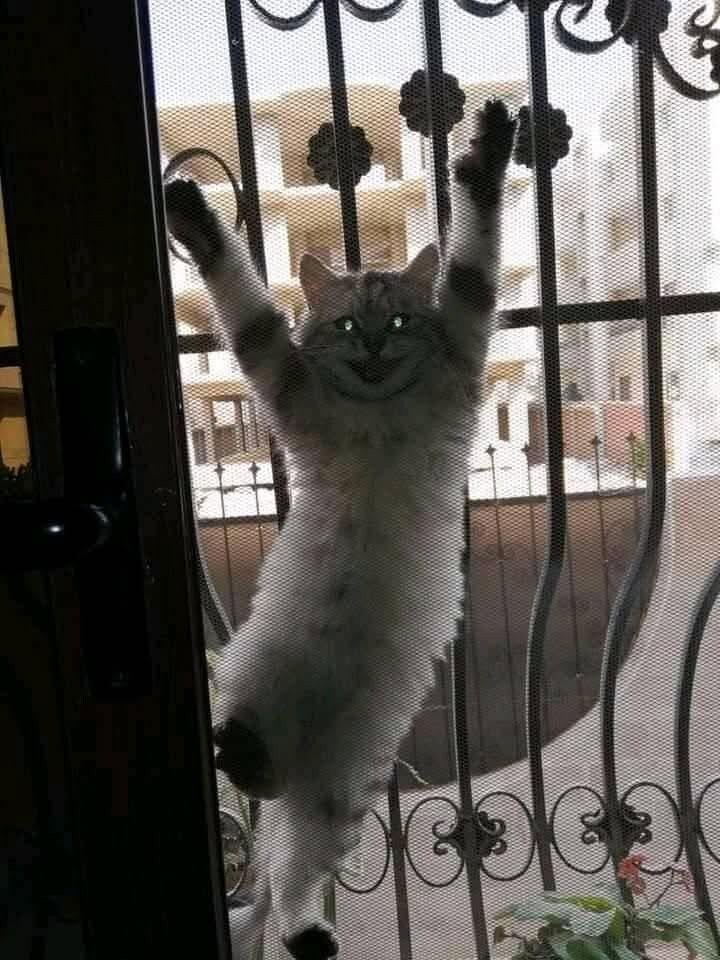 
        25&nbsp;фото котов, которые раскрасят яркими красками даже самый пасмурный день    