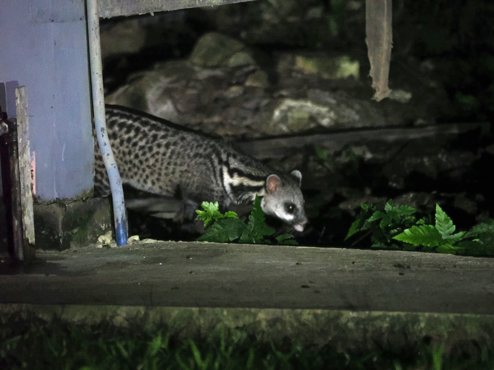 
        Тангалунга: между кошкой и&nbsp;чем-то странным    
