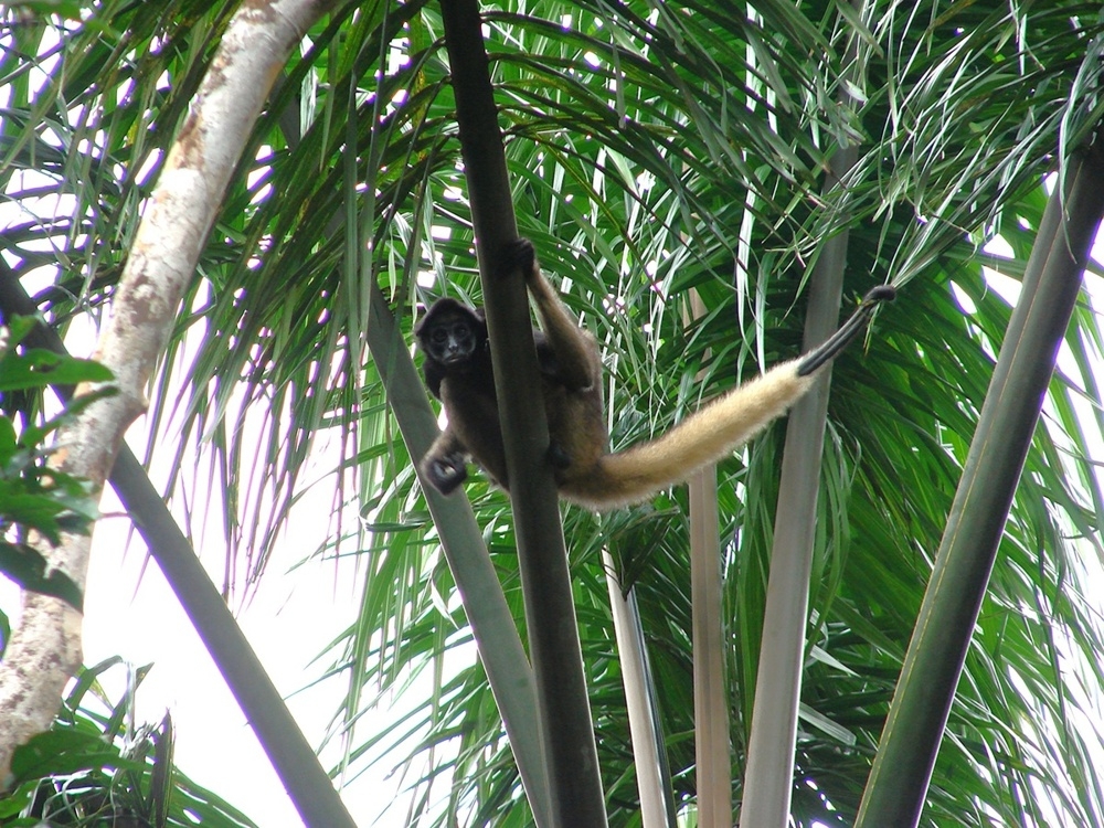 
        Паукообразные обезьяны: их&nbsp;хвост стал полноценной третьей рукой    