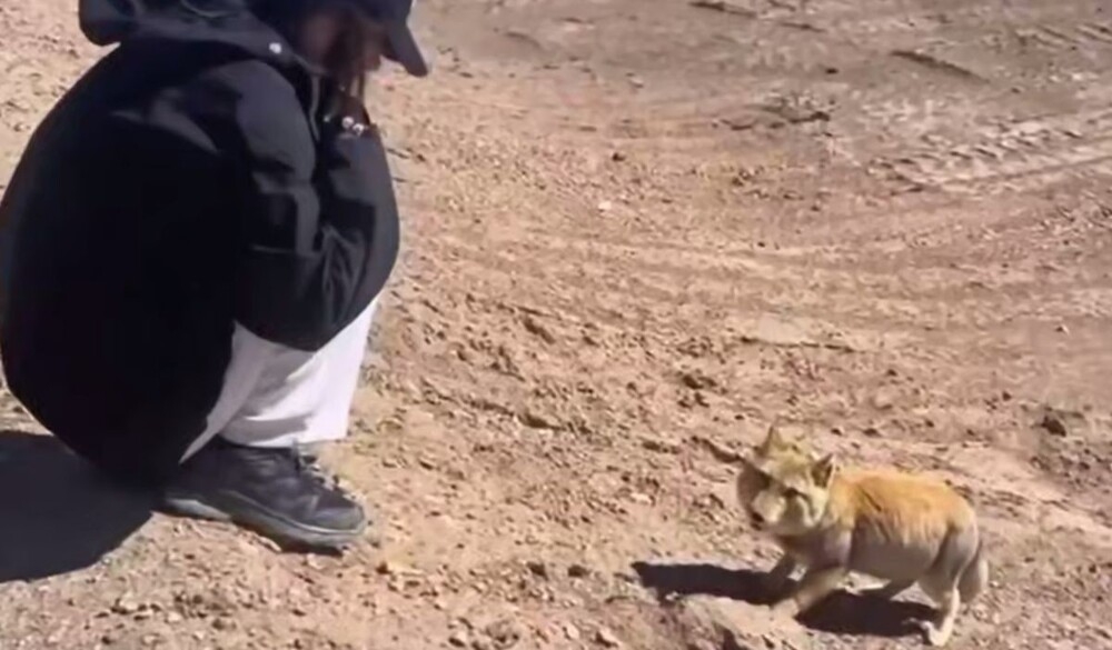 
        Девушка встретила тибетскую лису    