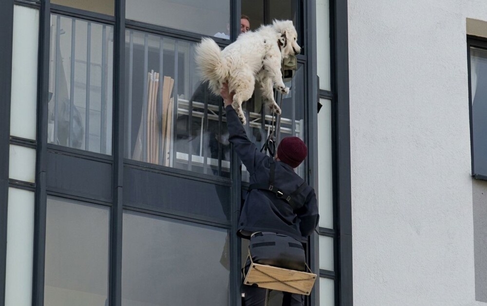 
        В&nbsp;Санкт-Петербурге спасли собаку, запертую на&nbsp;балконе    
