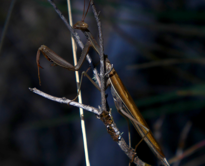 
        Обыкновенный богомол: почему он&nbsp;лучший среди всех остальных богомолов?    
