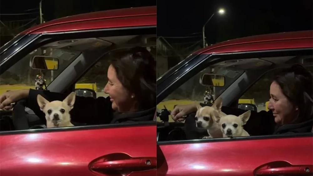 
        &laquo;Там&nbsp;не&nbsp;одна собака&raquo;: автомобиль оказался полон чихуахуа    