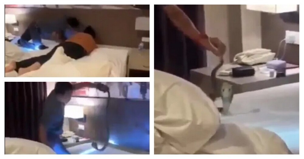 
        Кобра заползла в&nbsp;номер отеля в&nbsp;Таиланде    