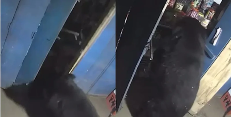 
        Медведь ночью устроил "ревизию" в&nbsp;магазине    