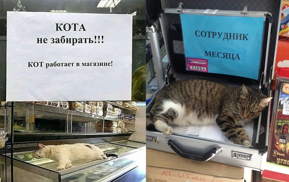 
        Зоологи объяснили, зачем кошки приносят хозяевам случайные предметы    