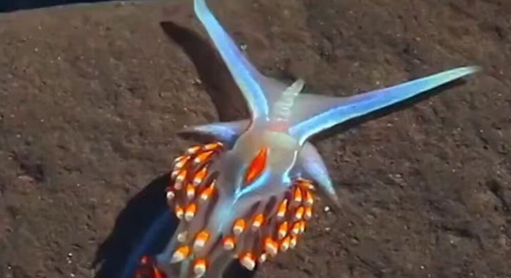 
        Эффектный морской слизень    