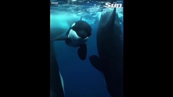 Косатки растерзали акулу
Косатки растерзали акулу