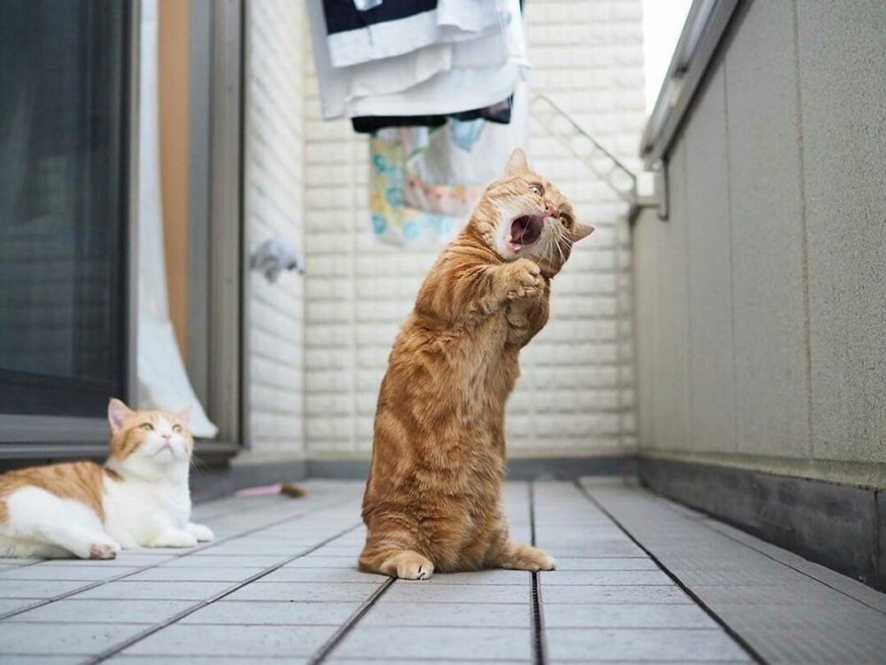 
        25&nbsp;фото котов, которые раскрасят яркими красками даже самый пасмурный день    