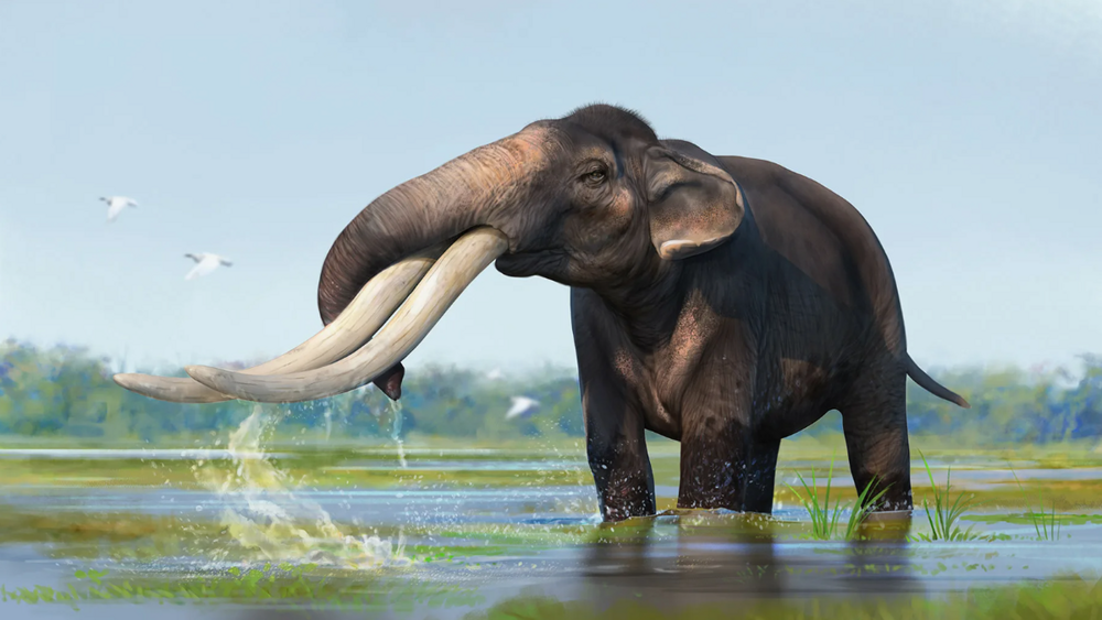 5 интересных вымерших слонов
5 интересных вымерших слонов