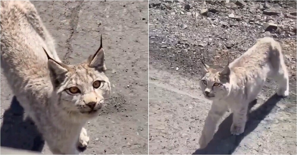 
        Рысь около месяца &laquo;дежурит&raquo; у&nbsp;трассы в&nbsp;Хабаровском крае    