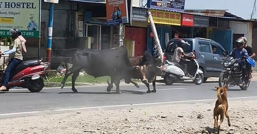 
        Мотоциклист и&nbsp;пассажир пострадали из-за драки быков в&nbsp;Индии    