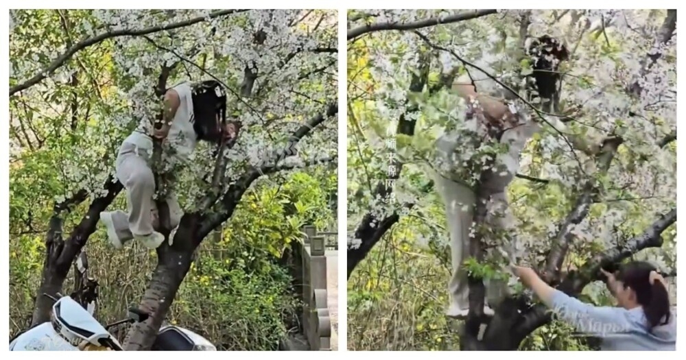 
        Женщина уронила дерево в&nbsp;шанхайском парке    