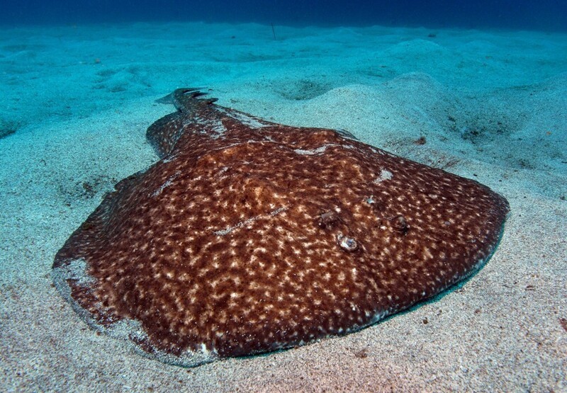 
        От&nbsp;недовольного воскресшего до&nbsp;обезболивающих скатов: 8&nbsp;исторических фактов, в&nbsp;которые трудно поверить, но&nbsp;они&nbsp;правдивы    