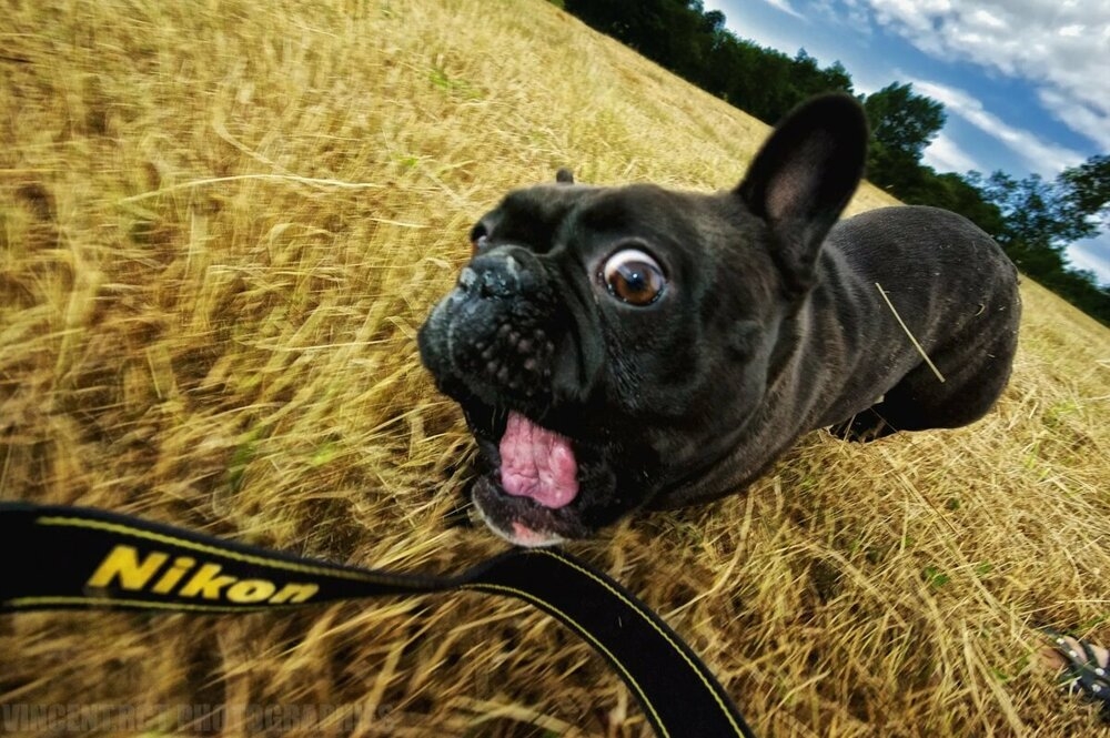 
        Французский бульдог: порода, которую лишили шанса на&nbsp;будущее    