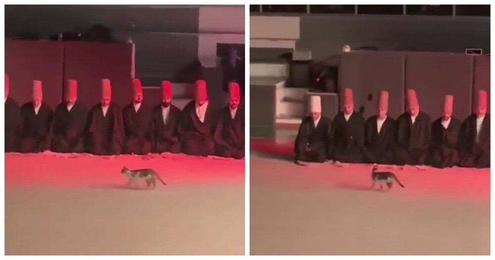 
        Кот&nbsp;на&nbsp;религиозной церемонии    