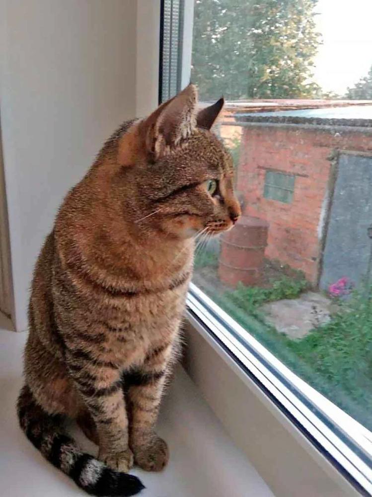 Кот-путешественник прошел 65 км, чтобы вернуться домой
Кот-путешественник прошел 65 км, чтобы вернуться домой