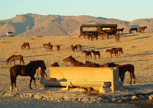 
        Тайна диких лордов Намиба    